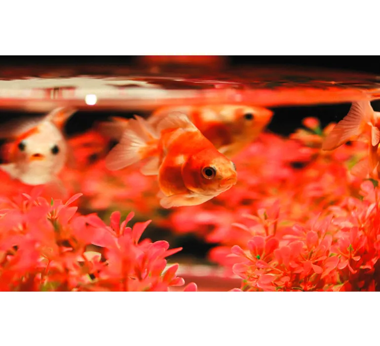 TAP Buchclub Aquamarin27 055 Goldfisch Glas