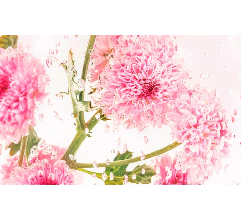 TAP Buchclub Aquamarin27 110 Bubble Dahlien