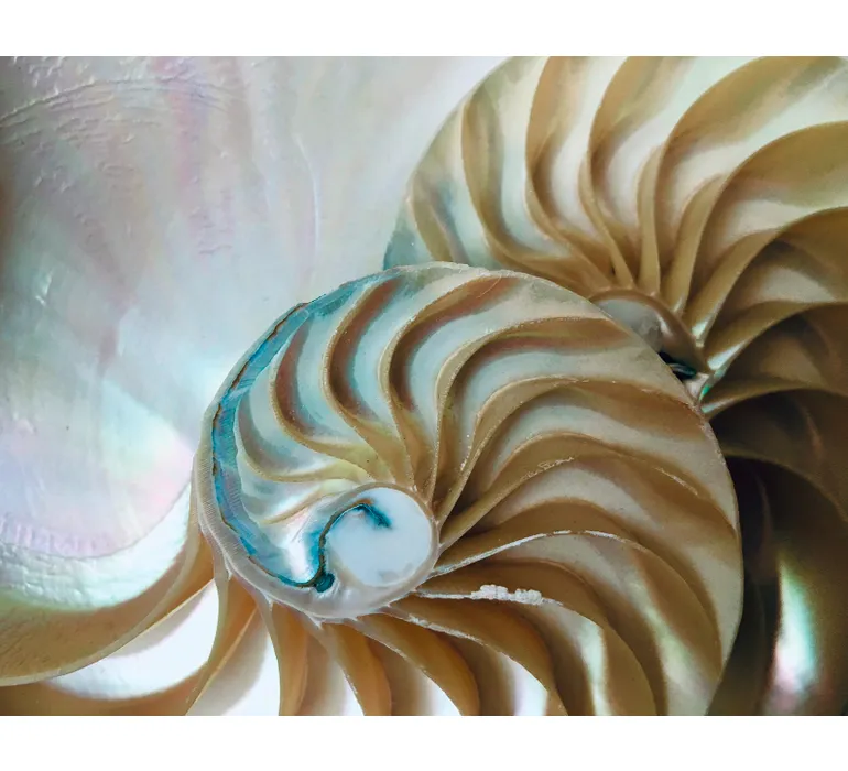 TAP Buchclub Aquamarin27 145 nautilus