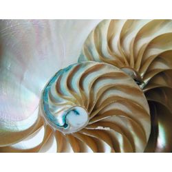 fototapeta Akwamaryna włóknina Waterproof GWW-090-145 Nautilus