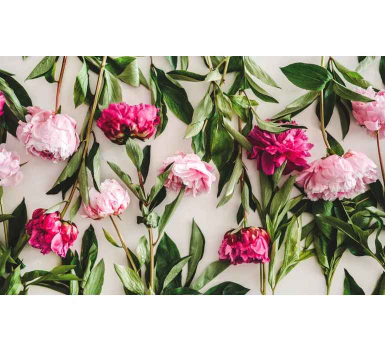 TAP Buchclub Aquamarin27 045 Pfingstrosen