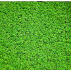 PARO AKUSTIK KACHEL MOOS auf 9 mm PET-Vlies 1 Stück/VPE