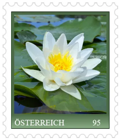 ME1_Seerose ME1_Seerose