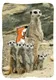 625012_Frido-ZooPK1 Eine Gruppe Erdmännchen mit einem Cartoon-Fuchs im Hintergrund, Teil eines Themas der Österreichischen Post.