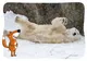 625012_Frido-ZooPK5 Ein Eisbär spielt im Schnee, daneben eine Cartoon-Fuchs-Illustration, verwendet für Materialien der Österreichischen Post.