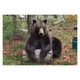 Bears – rescued and protected Brown bear sitting on a log in autumn forest, leaves on ground and trees in background