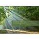 Forest scene with sunlight streaming through the trees. A path runs along the left side, surrounded by lush green foliage. In the center is a green text box with the proverb: ‘If you plan for a year, sow grain; if you plan for a millennium, plant trees. – Chinese proverb