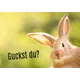 Ein neugieriger Hase mit dem Text 'Guckst du?' auf grünem Hintergrund, möglicherweise für Postkartengrüße.