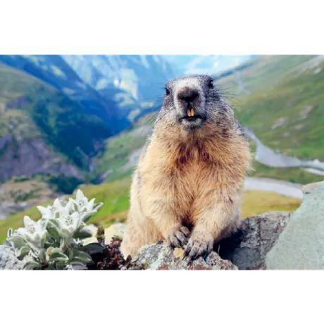 Nahaufnahme eines Murmeltiers auf einem Felsen in alpiner Landschaft mit grünen Tälern, Felsen und weißen Blumen im Hintergrund.