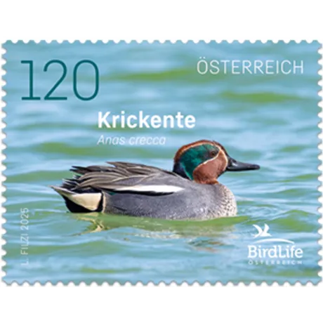 225090-Krickente-ONLINESHOP Austrian stamp 2025, nominal value 1.20 euros: Teal duck (Anas crecca) swimming in water, BirdLife Austria logo.