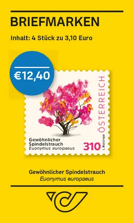 Gewöhnlicher Spindelstrauch – Euonymus europaeus