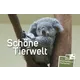 q Koala on a tree with text 'Schöne Tierwelt' and Austrian Post stamps and postcards promotion.