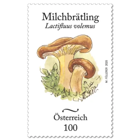 Stamp with mushroom Lactifluus volemus. Nominal 100, Austria, year 2015. Stamp with mushroom Lactifluus volemus. Nominal 100, Austria, year 2015.