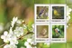 Austrian Post 2023 stamp set, 0.95 Euro each: four bird motifs with a spring blossom background.