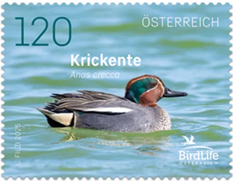 225090-Krickente-ONLINESHOP Briefmarke Österreich 2025, Nominale 1,20 Euro: Krickente (Anas crecca) schwimmend im Wasser, BirdLife Österreich-Logo.
