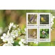 Austrian Post 2023 stamp set, 0.95 Euro each: four bird motifs with a spring blossom background.
