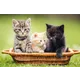 Three kittens in a wicker basket on grass, a potential motif for an Austrian Post stamp.