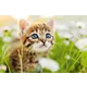 Austrian Post stamp 2023, Nominal value €0.85: Cute kitten in a meadow with flowers, symbolizing nature's beauty.