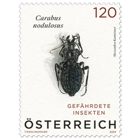 Käfer - Carabus nodulosus Austrian stamp 2024, nominal value 1.20 euros: Carabus nodulosus beetle, endangered insects series.