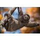 w A sloth hanging from a tree branch, possibly a motif for an Austrian Post stamp or promotional material.