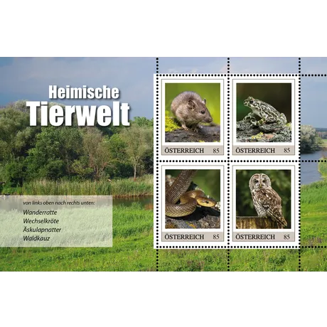 0b63d7b801d75b7da7dca89fcb44f7dc47b0e5ca.png Briefmarken Österreich 2023 'Heimische Tierwelt', Nominale 0,85 €: Wanderratte, Wechselkröte, Äskulapnatter, Waldkauz.