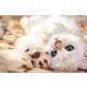 A playful white cat with green eyes, lying on a soft surface. Suitable for Austrian Post greeting cards.