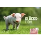 Austrian Post motif: piglet on grass with 'Lucky Animals' text, part of stamp and postcard set (6x each).
