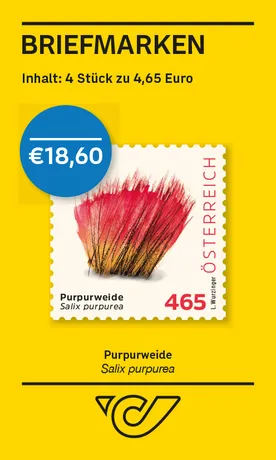 Purpurweide – Salix purpurea