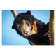Young sun bear climbing a tree branch against blue sky, dark fur with light chest marking