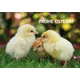 6 Drei flauschige Küken auf Gras mit 'Frohe Ostern!' Text, passend für Postkartengrüße der Österreichischen Post.