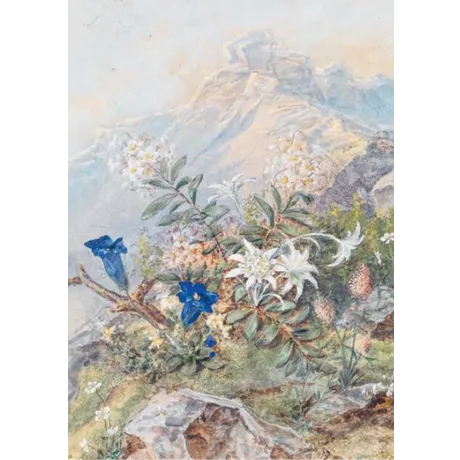 Aquarellgemälde einer alpinen Landschaft mit Edelweiß, Enzian und weiteren Gebirgsblumen im Vordergrund; im Hintergrund sanft beleuchtete Berggipfel.