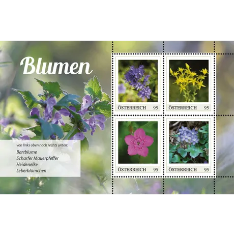 100125663 Austrian Post 2023 stamp set 'Flowers', 0.95€ each: Bluebeard, Biting Stonecrop, Maiden Pink, and Liverleaf.