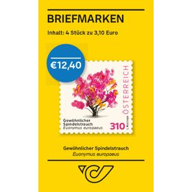 BMS4 à 3,10 ''European spindle – Euonymus europaeus''