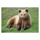 Bears – rescued and protected Young brown bear lying on grass holding a stick in its mouth, green meadow in background