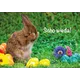 Ein Hase hält sich das Gesicht zu, umgeben von bunten Eiern und Blumen auf Gras. Text: 'Scho wieda!' Osterthema der Österreichischen Post.