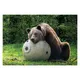 Brown bear lying on a large ball in a green enclosure, trees and grass in background