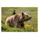 Brown bear standing in a meadow with yellow flowers, with gentle hills and green landscape in background