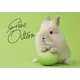Ostergruß mit flauschigem Hasen, der ein grünes Ei hält, auf hellgrünem Hintergrund. Text: 'Frohe Ostern'.