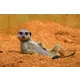 q A meerkat lying on reddish soil, relaxed. Could inspire a motif for Austrian Post stamps or postcards.