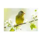 4 Austrian Post stamp 2023, nominal value 0.85 euros: Greenfinch on a flowering branch in spring.