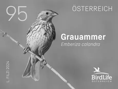 Austrian stamp 2024, nominal value 0.95 euros: Depicts a Corn Bunting (Emberiza calandra) on a branch.