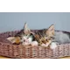 Two kittens sleeping in a wicker basket, a potential motif for an Austrian Post 2023 stamp series.