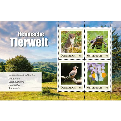 125662_Februar_ME4_Tiere_MB1_fW_shop Briefmarken Österreich 2023, Nominale 0,95 €: Heimische Tierwelt - Mauswiesel, Gelbbauchunke, Eichelhäher, Aurorafalter.